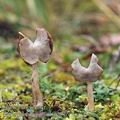 Helvella_ephippium_aj2926