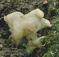 Helvella_lactea_ab7603