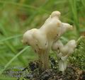 Helvella_lactea_ab7608