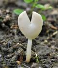 Helvella_lactea_bu8112