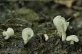 Helvella_lactea_bu8117