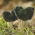 Helvella_lacunosa_ae5763