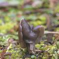 Helvella_lacunosa_aj1517