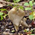 Helvella lacunosa bi0218