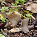 Helvella lacunosa bi0223