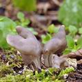 Helvella lacunosa bi0229