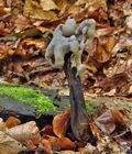 Helvella_lacunosa_bp2384