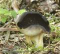 Helvella_leucomelaena_aa9987