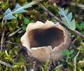 Helvella_leucomelaena_cb0878s