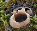 Helvella_leucomelaena_cb0890s