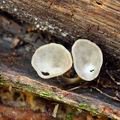 Helvella macropus bi1341