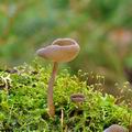 Helvella macropus bi1352