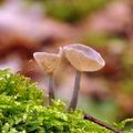 Helvella macropus bi1362