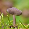 Helvella macropus bi1373