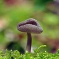 Helvella macropus bi1374