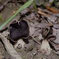 Helvella_spadicea_8325