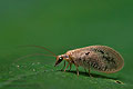 Hemerobius_pini_dz8790s
