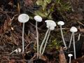 Hemimycena candida bv8410