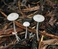 Hemimycena candida bv8417