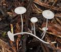 Hemimycena candida bv8419