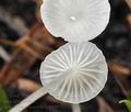 Hemimycena candida bv8429