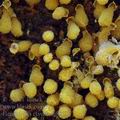 Hemitrichia_clavata_aj8803