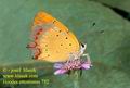 Heodes_ottomanus_752