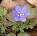 Hepatica_nobilis_aa5648