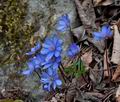 Hepatica_nobilis_ca9704s