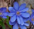 Hepatica_nobilis_ca9731s