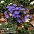 Hepatica_nobilis_da1423