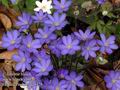 Hepatica_nobilis_da1428