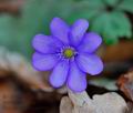 Hepatica_nobilis_ea0903