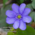 Hepatica_nobilis_ea0909