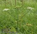 Heracleum_sphondylium_a4945