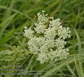 Heracleum_sphondylium_a4948