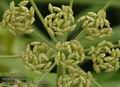 Heracleum_sphondylium_a4951