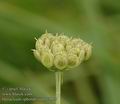 Heracleum_sphondylium_a4955