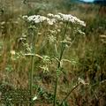 Heracleum_spondylium_4789