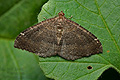 Herbulotina_grandis_jk1589s