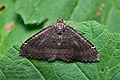 Herbulotina_grandis_jk1602s