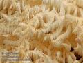 Hericium_clathroides_a8269