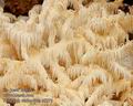 Hericium_clathroides_a8273