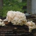 Hericium_clathroides_aj1024