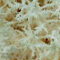 Hericium_clathroides_aj1044