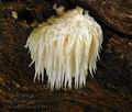 Hericium_erinaceus_bv4145