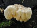 Hericium_erinaceus_bv4232