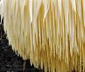 Hericium_erinaceus_bv4239