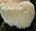 Hericium_erinaceus_bv4270