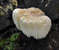 Hericium_erinaceus_bv4276